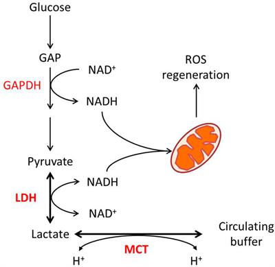 Mutual regulation of lactate dehydrogenase and redox robustness